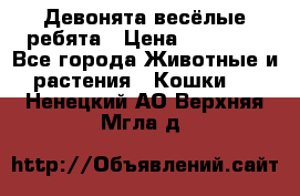 Девонята весёлые ребята › Цена ­ 25 000 - Все города Животные и растения » Кошки   . Ненецкий АО,Верхняя Мгла д.